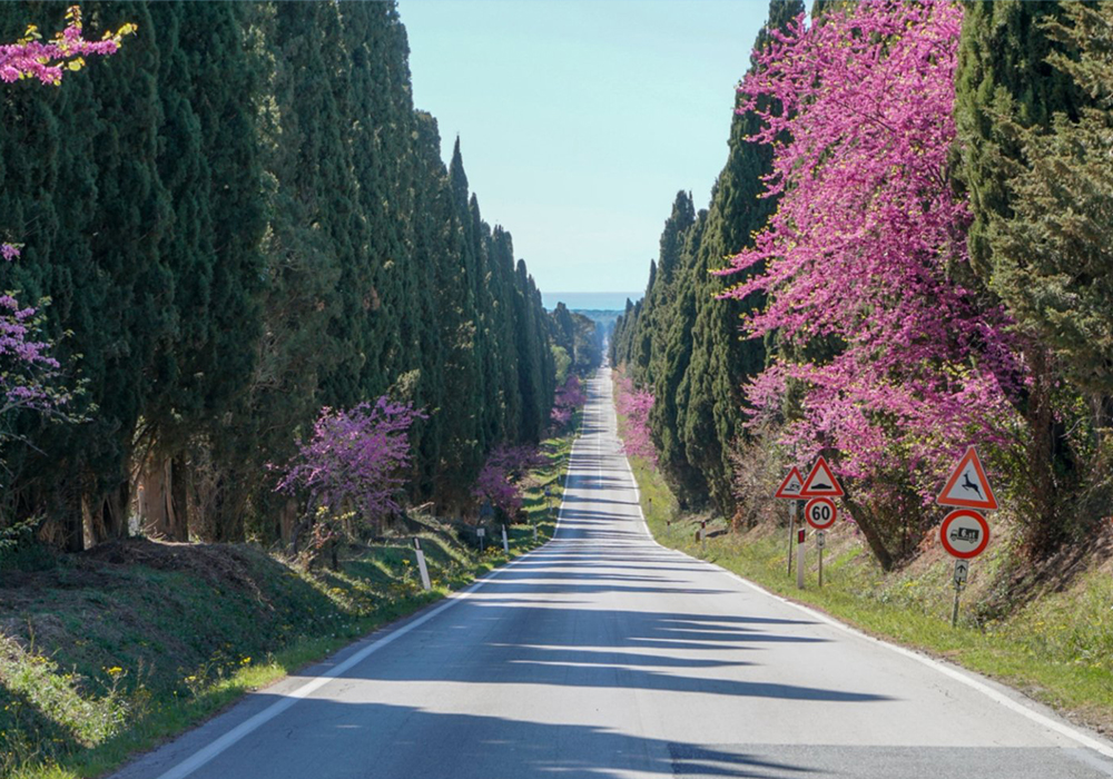 The iconic Cypress Avenue in Bolgheri
